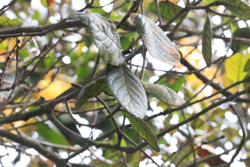 Quercus costaricensis, photographed by Jake Rehage