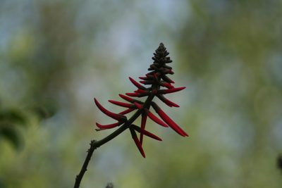 Erythrina americana, photographed by Luis F. Ramírez