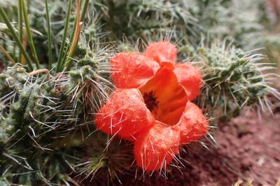 Caiophora rosulata, photographed by rosaceae_roberts