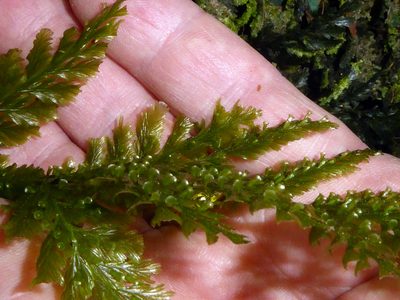 Abrodictyum dentatum, photographed by Peter de Lange