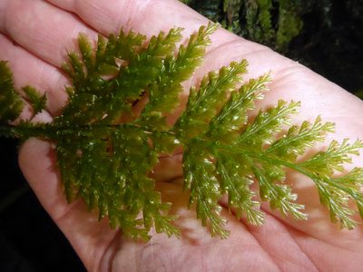 Abrodictyum dentatum, photographed by Peter de Lange