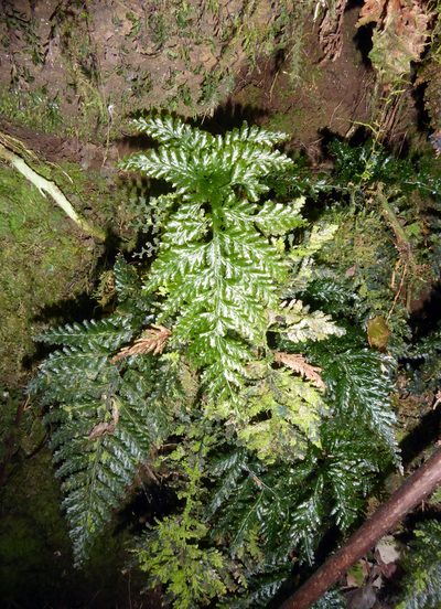 Abrodictyum dentatum, photographed by Peter de Lange