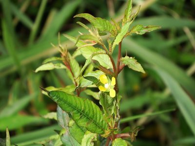Ludwigia erecta, photographed by 高山田鼠