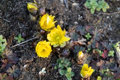 Adonis amurensis, photographed by WATANABE Hitoshi 渡辺仁