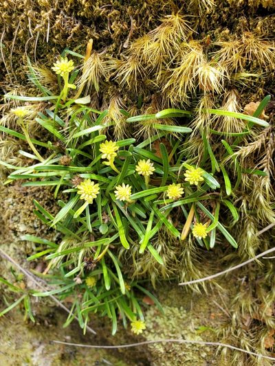 Abrotanella linearis, photographed by rempson