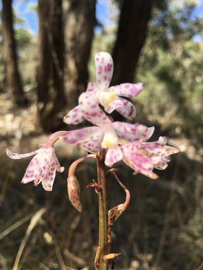 Dipodium pardalinum, photographed by yatesy