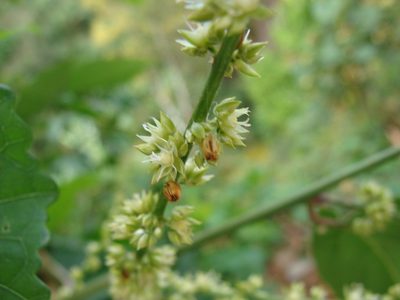 Chamissoa altissima, photographed by Alexis López Hernández