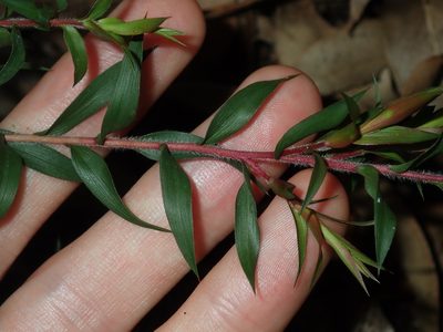 Melaleuca styphelioides, photographed by Thomas Mesaglio