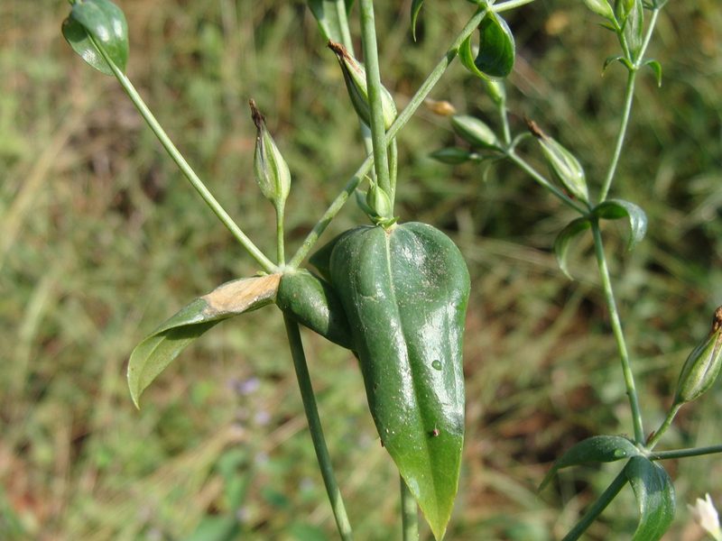 Xestaea lisianthoides, photographed by Alexis López Hernández
