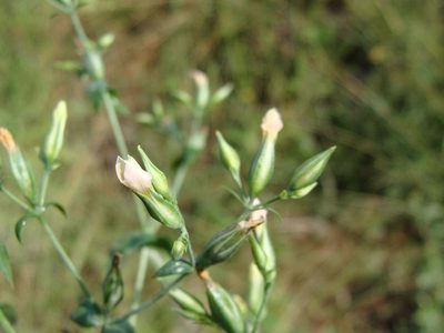 Xestaea lisianthoides, photographed by Alexis López Hernández