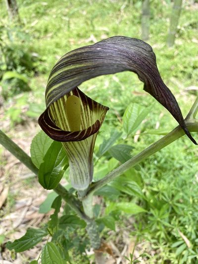 Arisaema serratum, photographed by りなべる