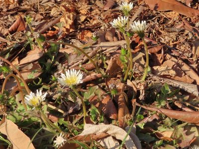 Taraxacum albidum, photographed by mami_t_t