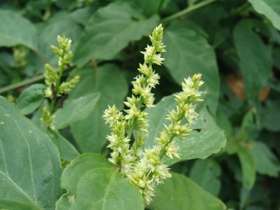 Chamissoa altissima, photographed by Alexis López Hernández