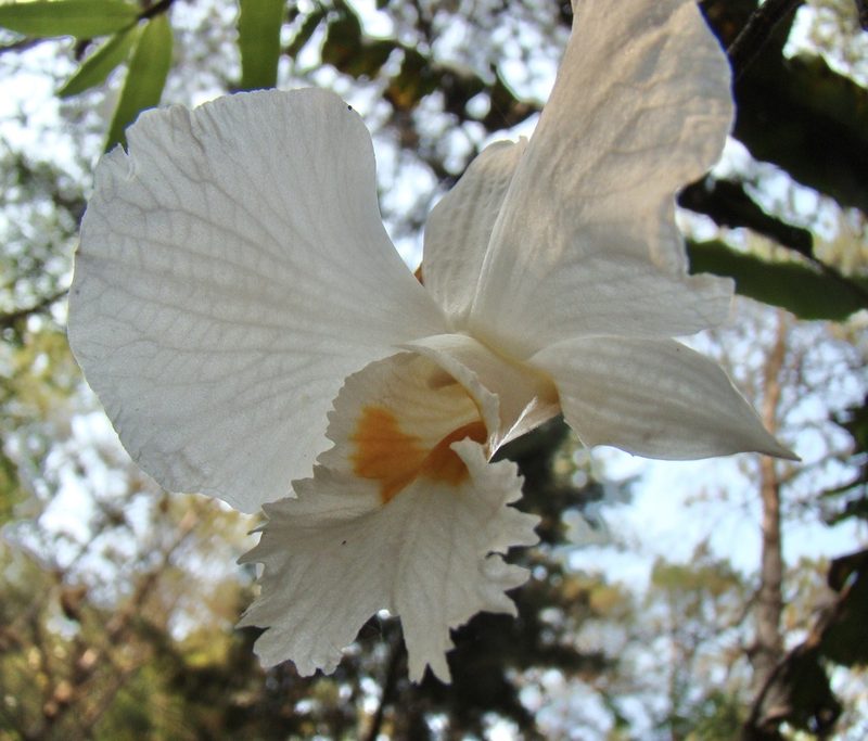 Dendrobium infundibulum, photographed by Jean-Paul Boerekamps
