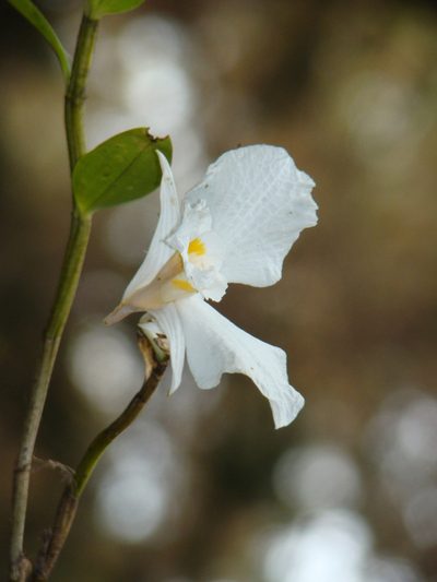 Dendrobium infundibulum, photographed by Jean-Paul Boerekamps