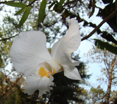 Dendrobium infundibulum, photographed by Jean-Paul Boerekamps