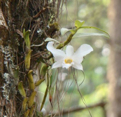 Dendrobium infundibulum, photographed by Jean-Paul Boerekamps