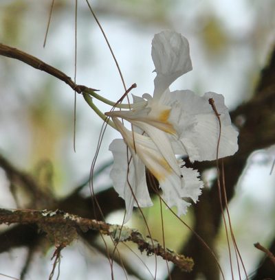 Dendrobium infundibulum, photographed by Jean-Paul Boerekamps
