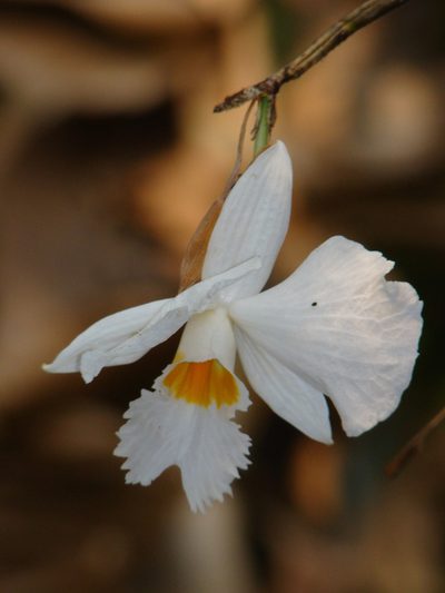 Dendrobium infundibulum, photographed by Jean-Paul Boerekamps