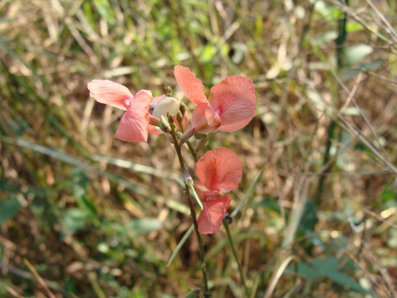 Macroptilium gracile, photographed by Alexis López Hernández