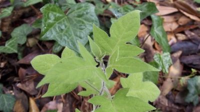 Solanum lyratum, photographed by りなべる