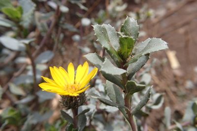Grindelia tarapacana, photographed by rosaceae_roberts