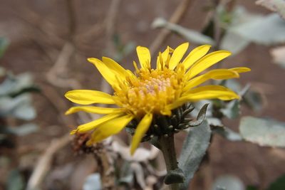 Grindelia tarapacana, photographed by rosaceae_roberts