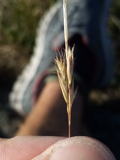 Rytidosperma clavatum, photographed by Joe Potter Butler