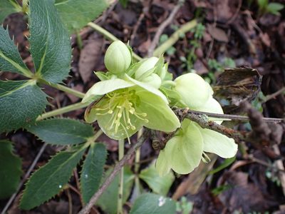 Helleborus lividus, photographed by Robert H. Wardell