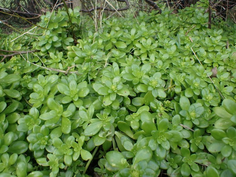 Sedum confusum, photographed by Robert H. Wardell