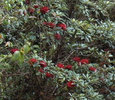 Rhododendron delavayi, photographed by Jean-Paul Boerekamps