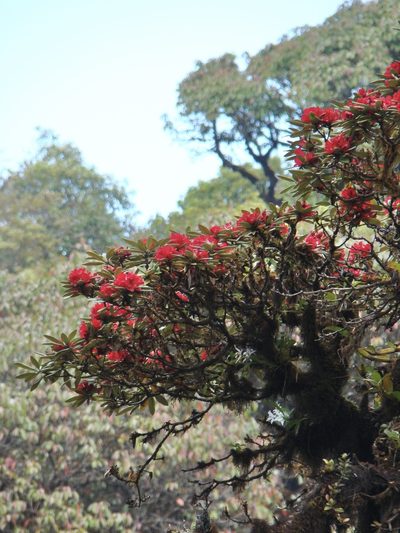 Rhododendron delavayi, photographed by Jean-Paul Boerekamps