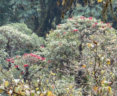 Rhododendron delavayi, photographed by Jean-Paul Boerekamps