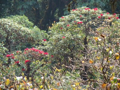 Rhododendron delavayi, photographed by Jean-Paul Boerekamps