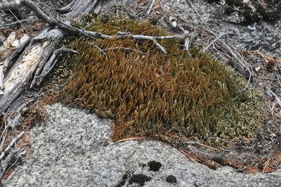 Selaginella sibirica, photographed by Ochirnima Nimaev