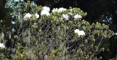 Rhododendron veitchianum, photographed by Jean-Paul Boerekamps