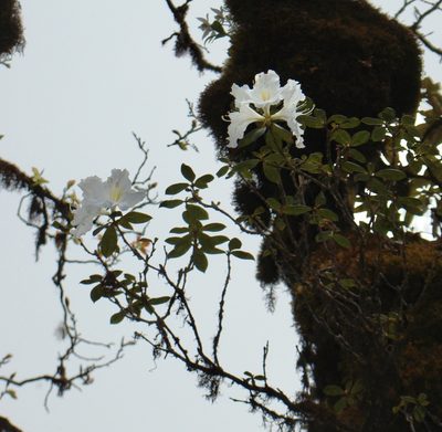 Rhododendron veitchianum, photographed by Jean-Paul Boerekamps