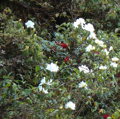 Rhododendron veitchianum, photographed by Jean-Paul Boerekamps