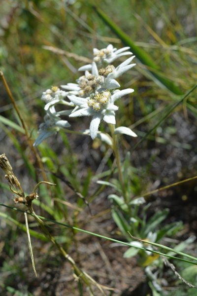 Leontopodium conglobatum, photographed by Ochirnima Nimaev
