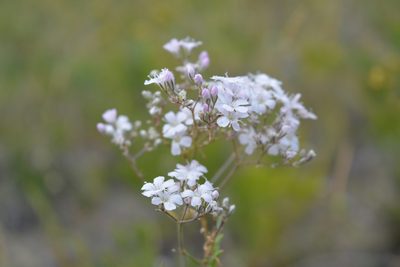 Gypsophila davurica, photographed by Ochirnima Nimaev