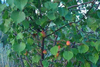 Prunus sibirica, photographed by Ochirnima Nimaev