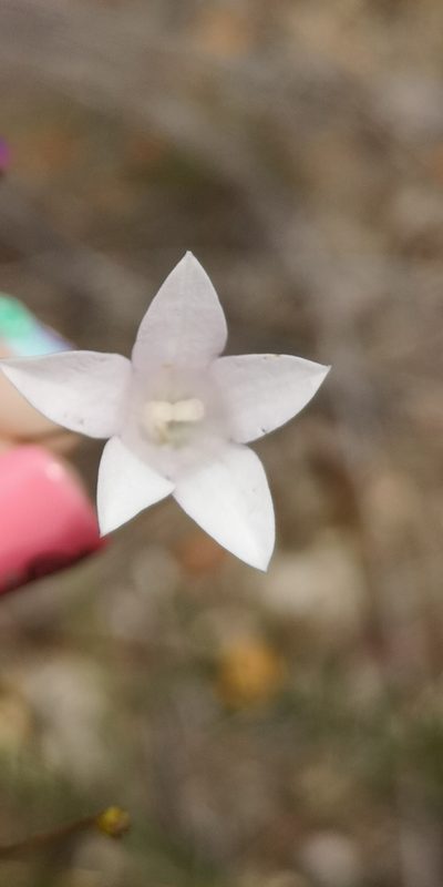 Prismatocarpus brevilobus, photographed by leandra-k_89