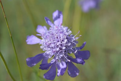 Scabiosa comosa, photographed by Ochirnima Nimaev