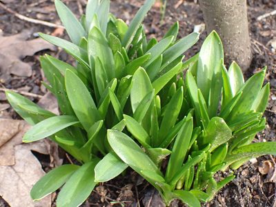 Galanthus woronowii, photographed by Robert H. Wardell