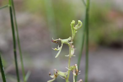 Arthrochilus prolixus, photographed by mitchell holliday