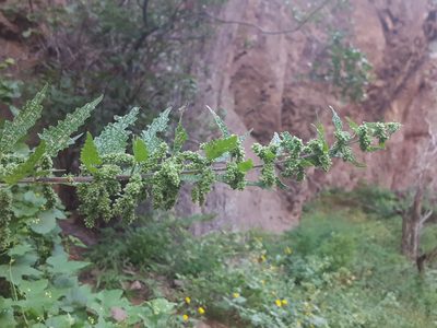Urtica gracilenta, photographed by Alex Abair