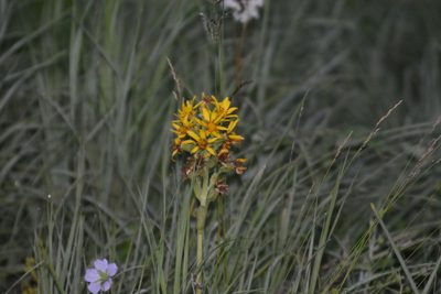 Ligularia fischeri, photographed by Ochirnima Nimaev
