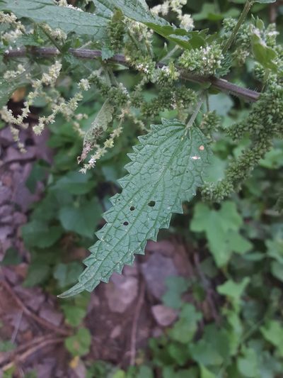 Urtica gracilenta, photographed by Alex Abair