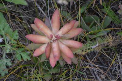 Orostachys malacophylla, photographed by Ochirnima Nimaev