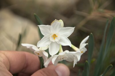 Narcissus papyraceus, photographed by Ben Costamagna